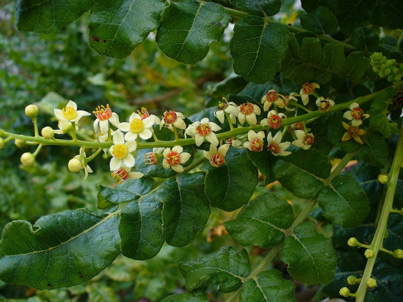 Datei:Boswellia sacra.jpg